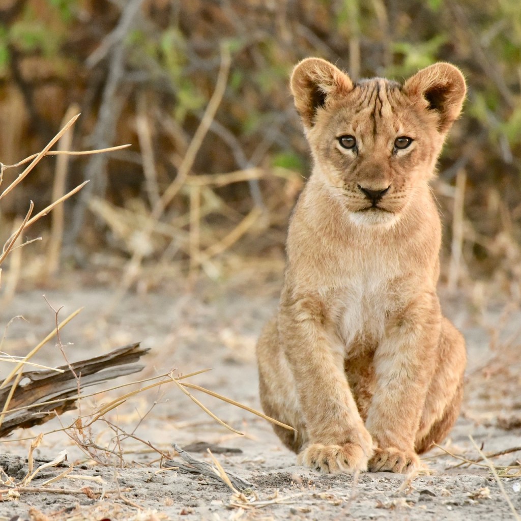 botswana wildlife ecotourism safari lion cub