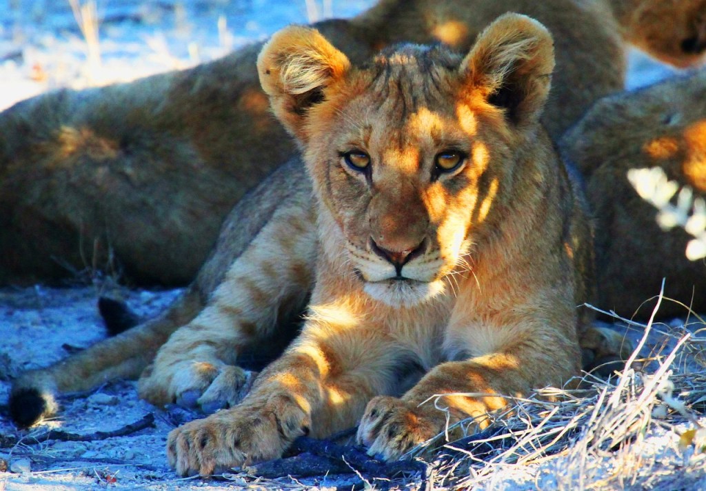 lion namibia africa wildlife safari