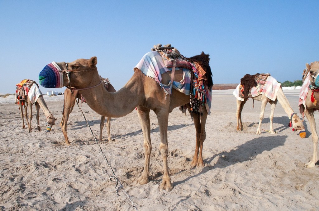 camel-, qatar, doha, middle east