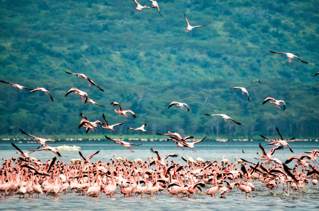 Flamingos Kenya