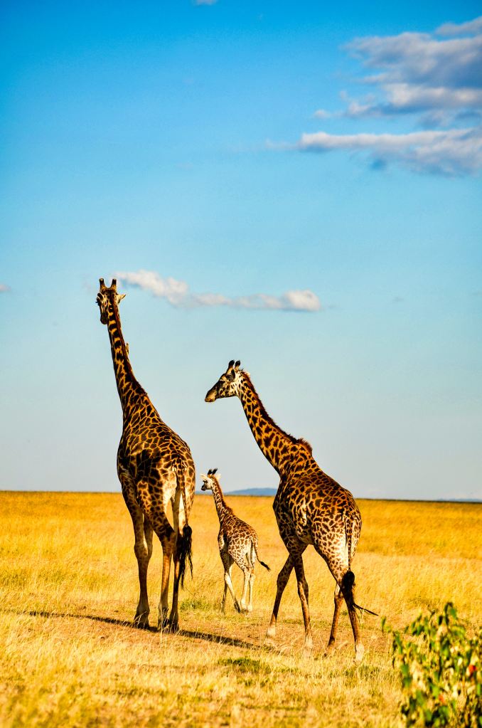 Giraffe Kenya