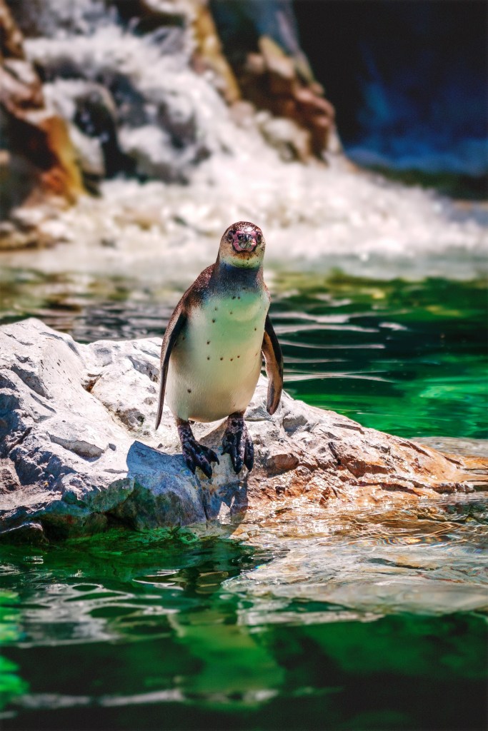 Penguin, South America