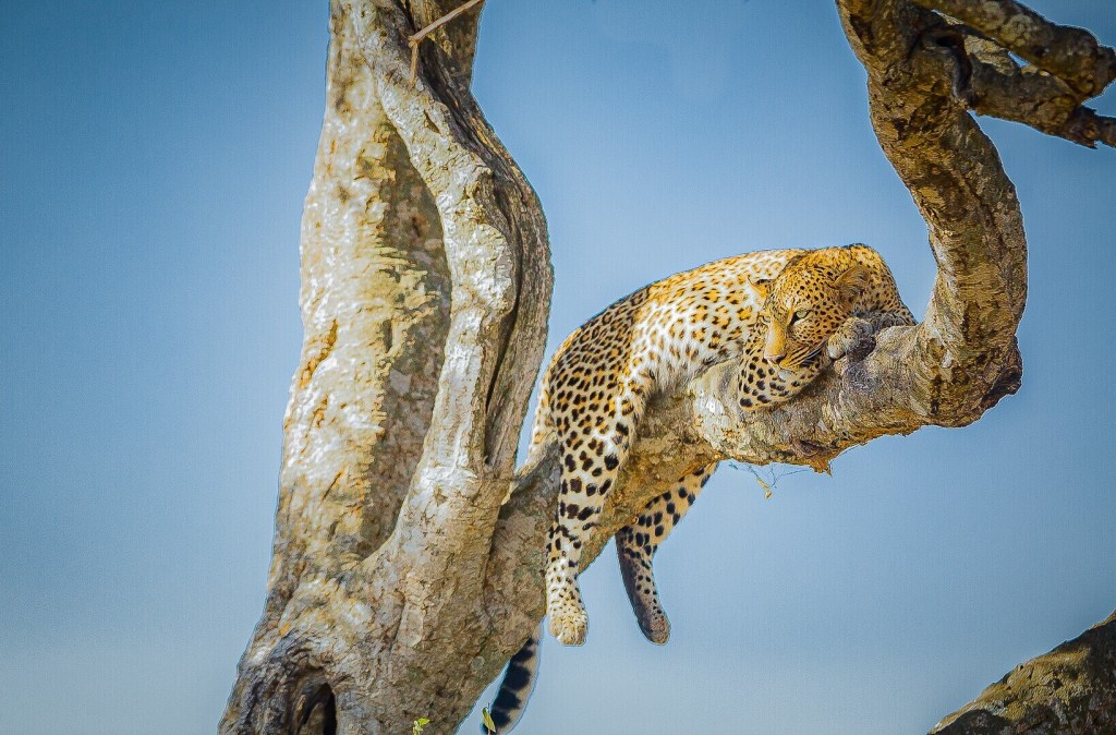 Leopard laying in a tree, safari