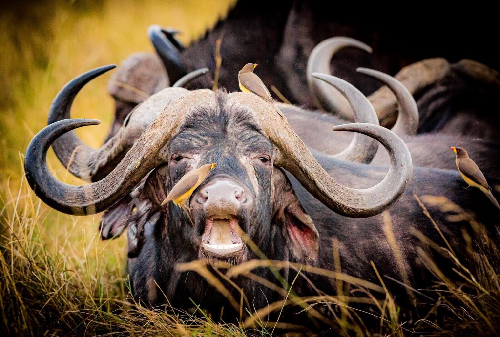 Wildebeest, Safari