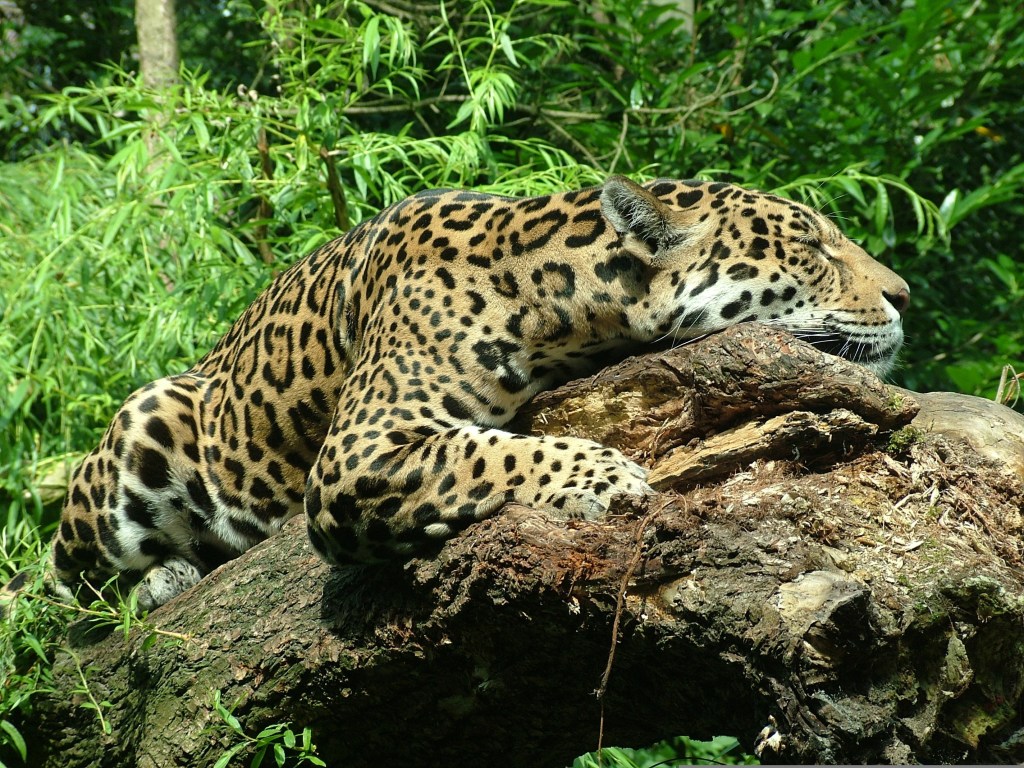 Jaguar, Belize rainforest
